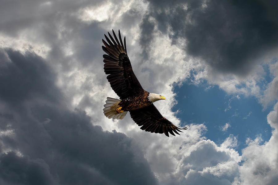 Eagle In Flight Photograph