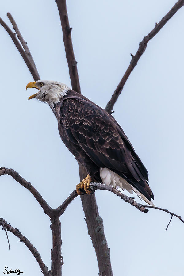 Eagle #1 Photograph by Paul Schultz