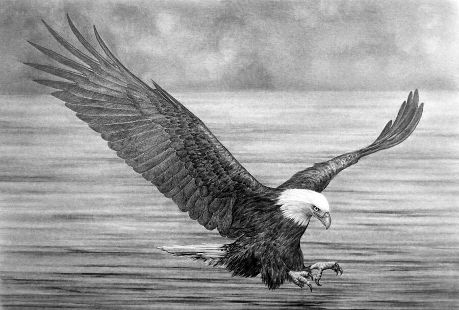 Eagle pencil drawing #1 Drawing by hg0513 / Imazins