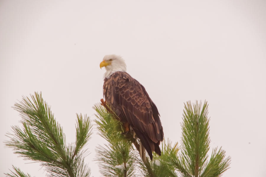 Eagle Perched In A Pine Photograph