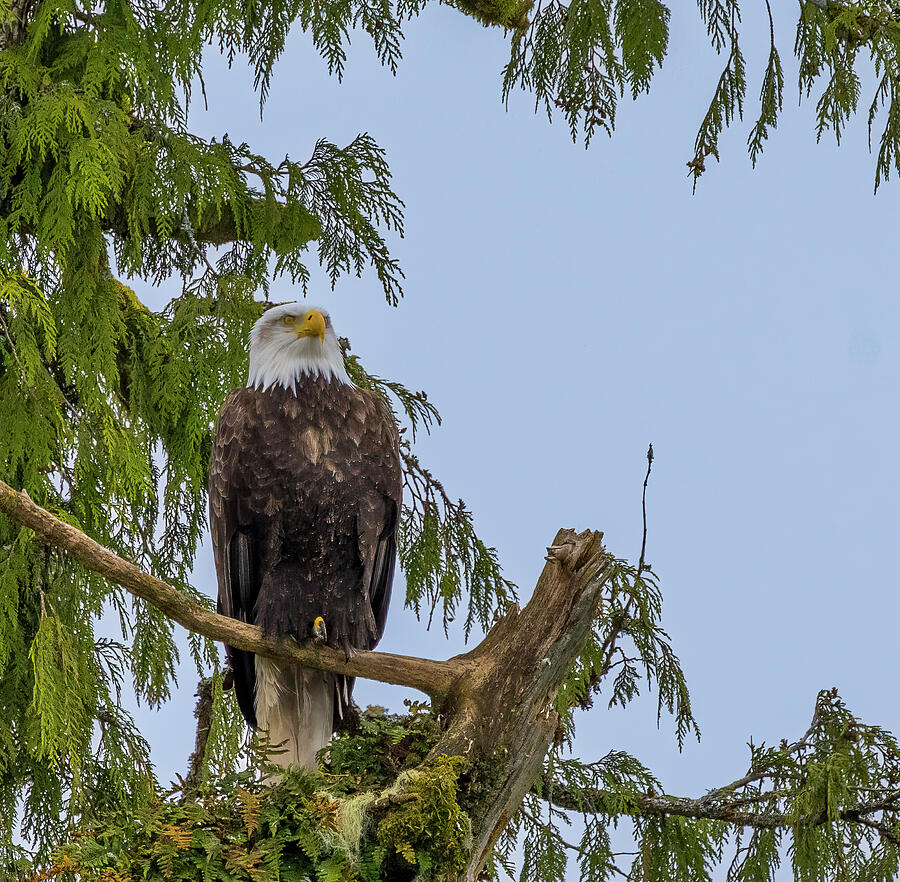 Eagle Tree Perch #1 Photograph by Bill Posner Eagle Tree Perch #1 Photograph by Bill Posner