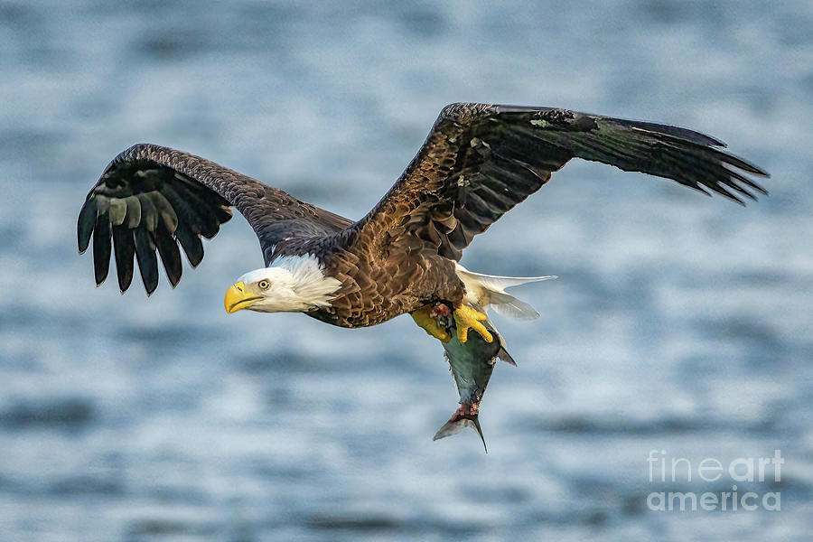 Eagle with Breakfast #2 Photograph by Tom Claud