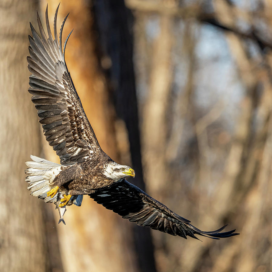 Eagle With Fish #1 Photograph by Paul Freidlund