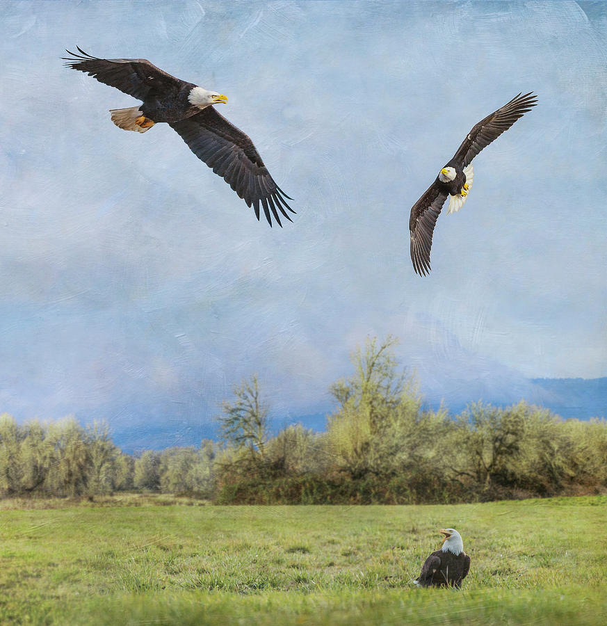 Eagles Photograph By Angie Vogel - Fine Art America