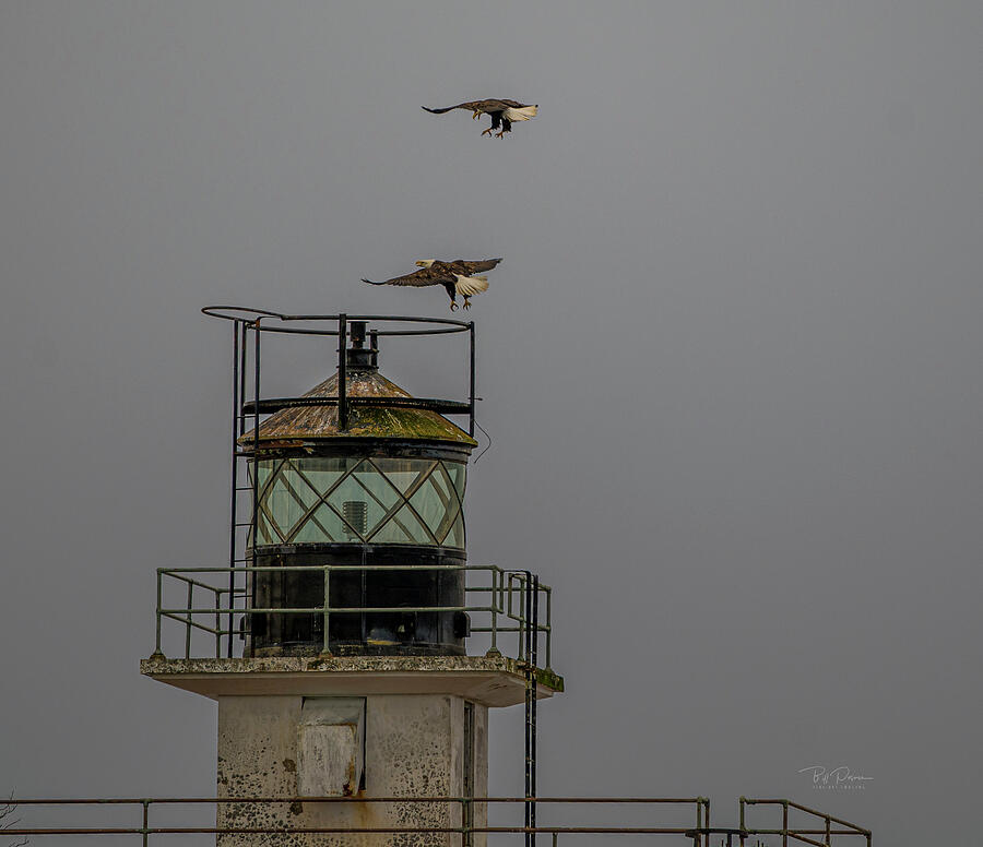 Eagles Lighthouse Sky #1 Photograph by Bill Posner Eagles Lighthouse Sky #1 Photograph by Bill Posner