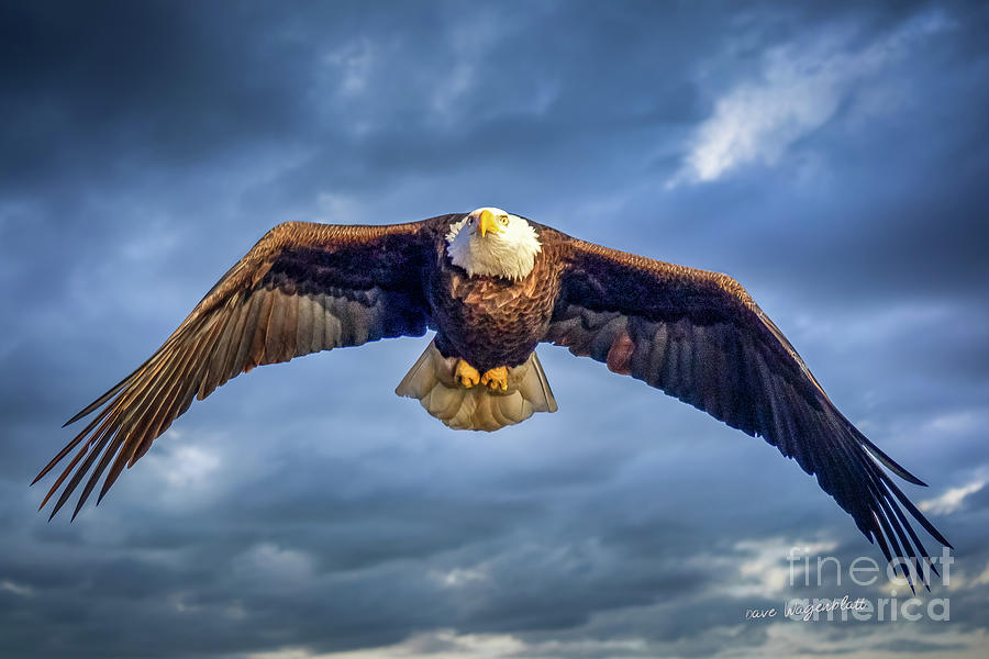 Eagles Soar #2 Photograph by David Wagenblatt