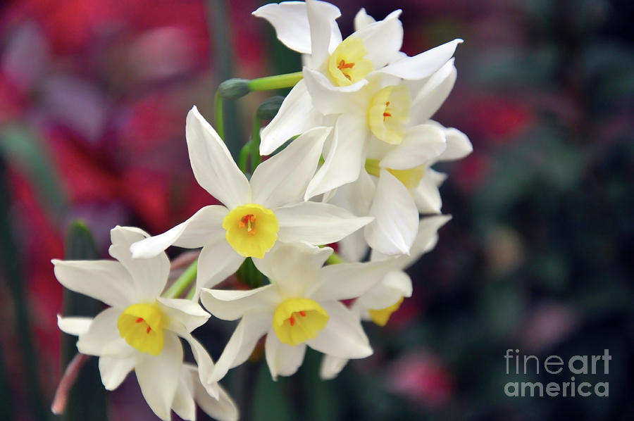 Earlicheer Jonquil daffodil flower close-up. #1 Photograph by Milleflore Images