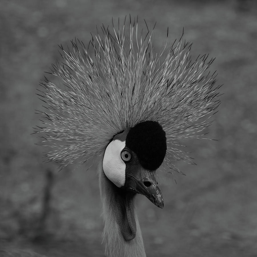 East African Crowned Crane Bw Photograph