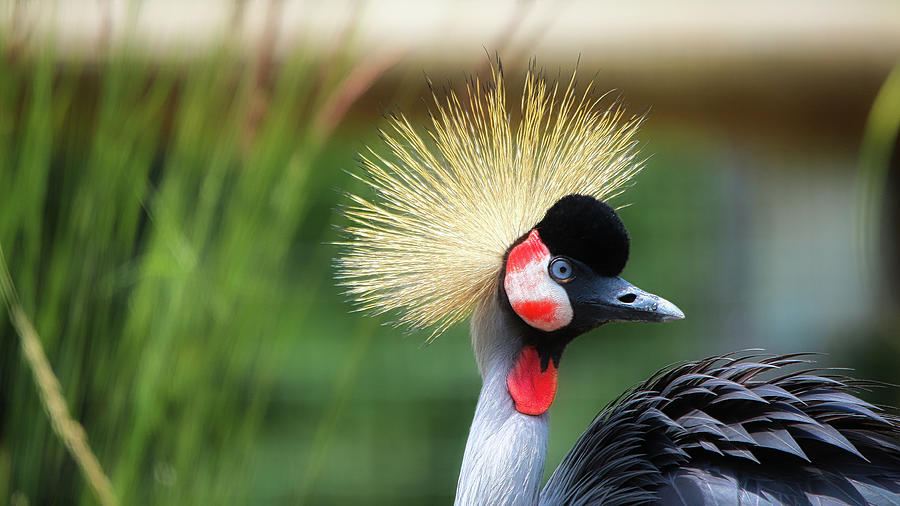 East African Crowned Crane #1 Photograph by Scott Burd