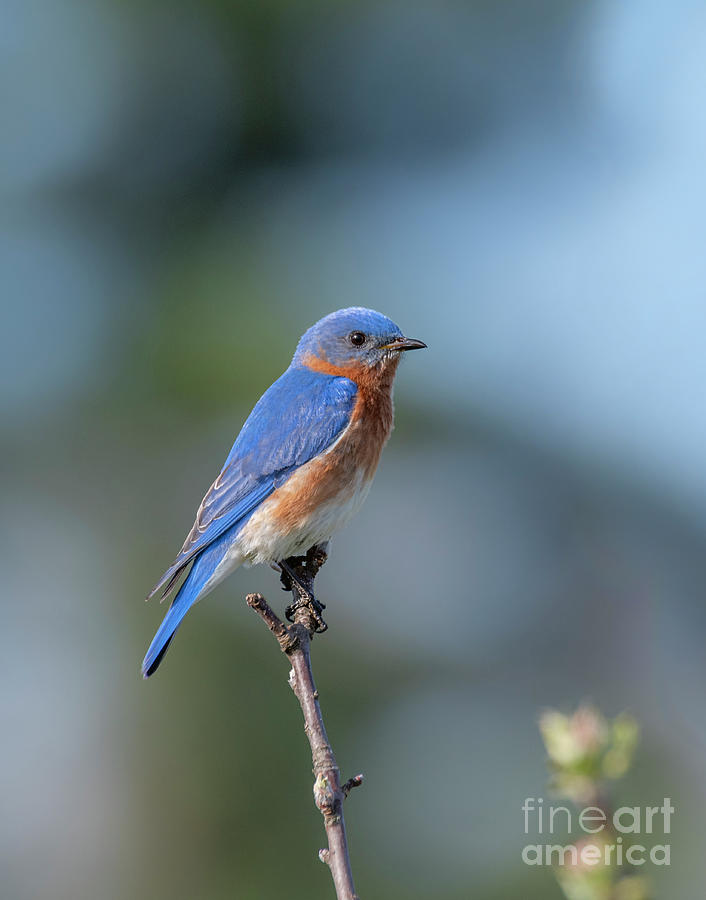 Eastern Bluebird #1 Photograph by Alan Schroeder