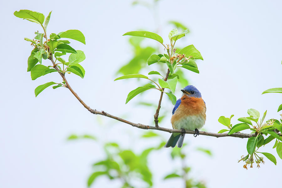 Eastern Bluebird #1 Photograph by Brook Burling
