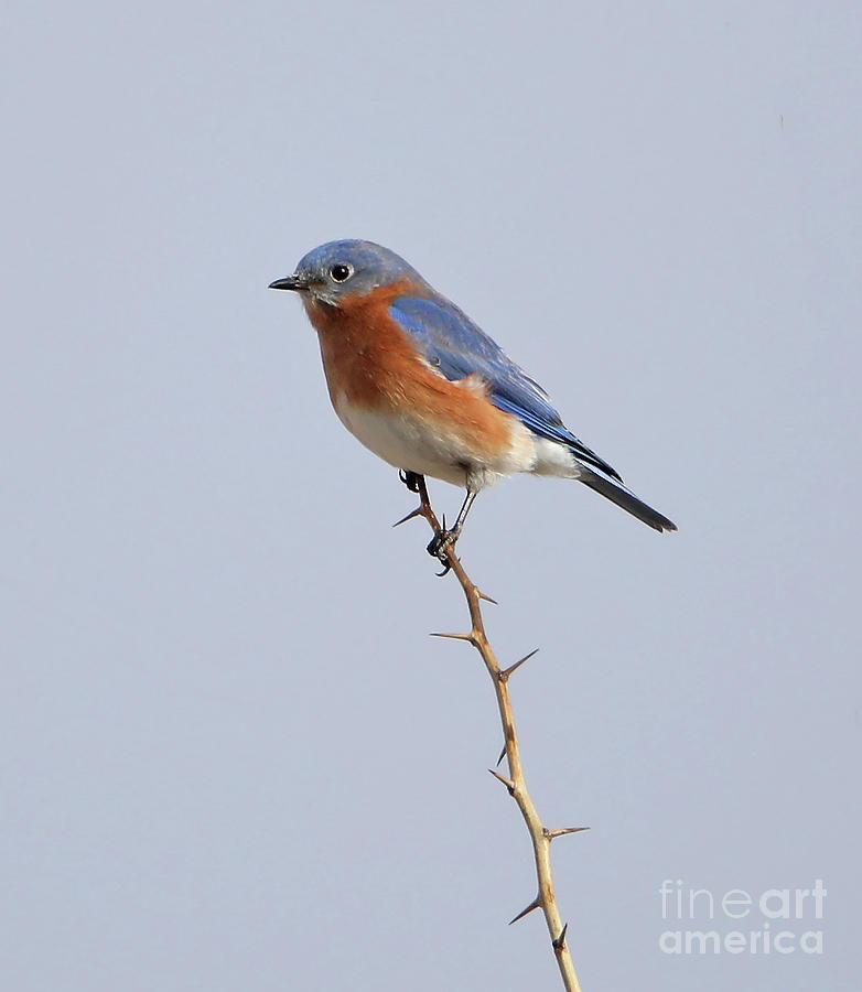 Eastern Bluebird #1 Photograph by Elizabeth Winter