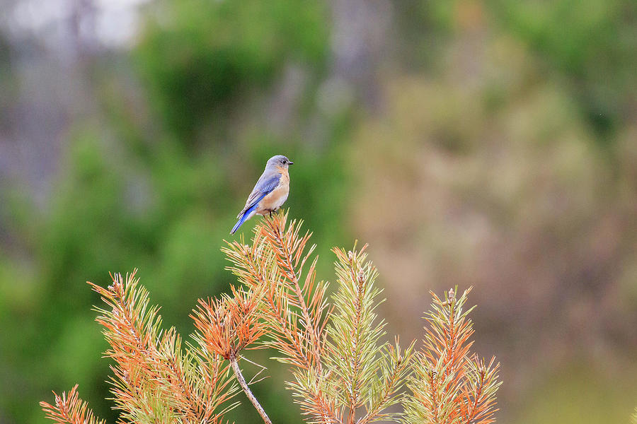 Eastern Bluebird - Female #1 Photograph by Gary Hall
