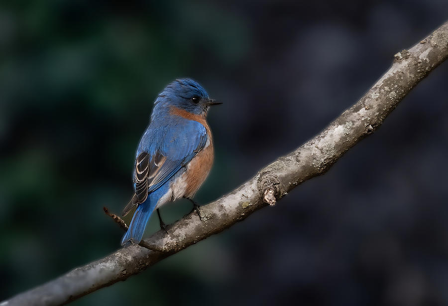 Eastern Bluebird #1 Photograph by Fraida Gutovich