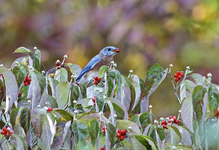 Eastern Bluebird #1 Photograph by Gary Carter
