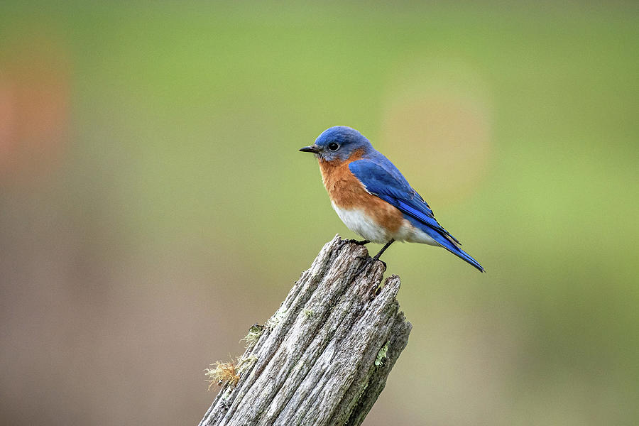 Eastern Bluebird Male #1 Photograph by Robert J Wagner