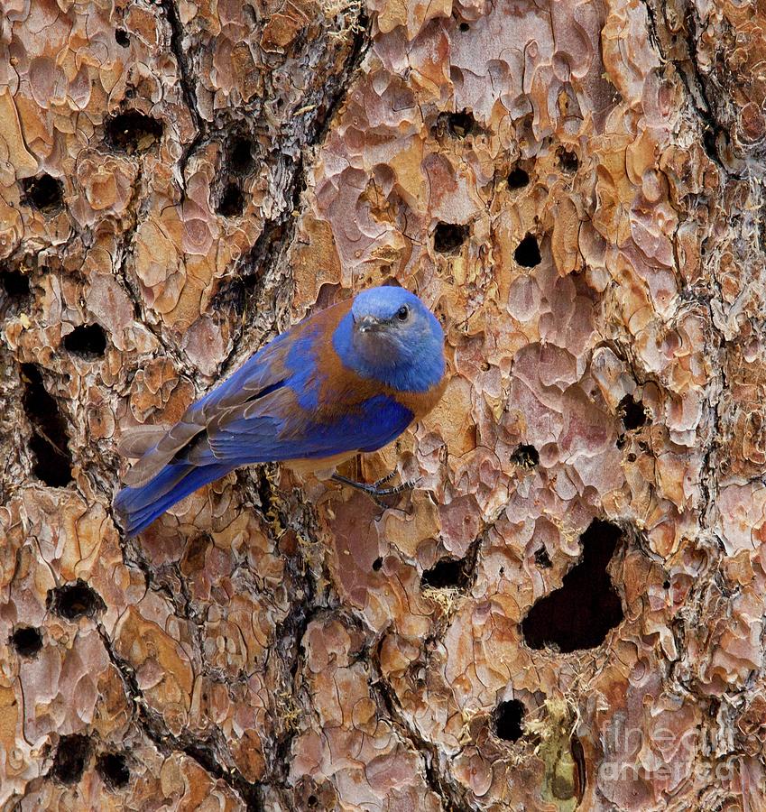 Eastern Bluebird #1 Photograph by Melissa OGara