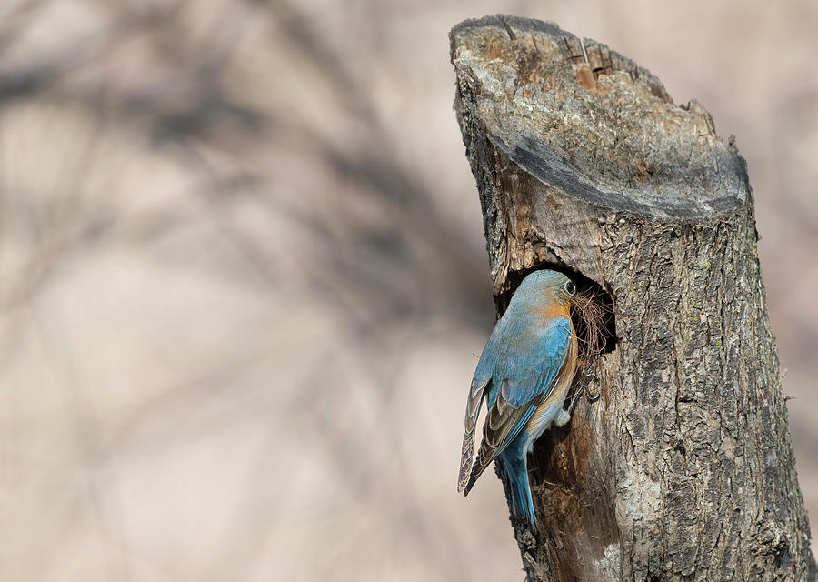 Eastern Bluebird #2 Photograph by Puttaswamy Ravishankar