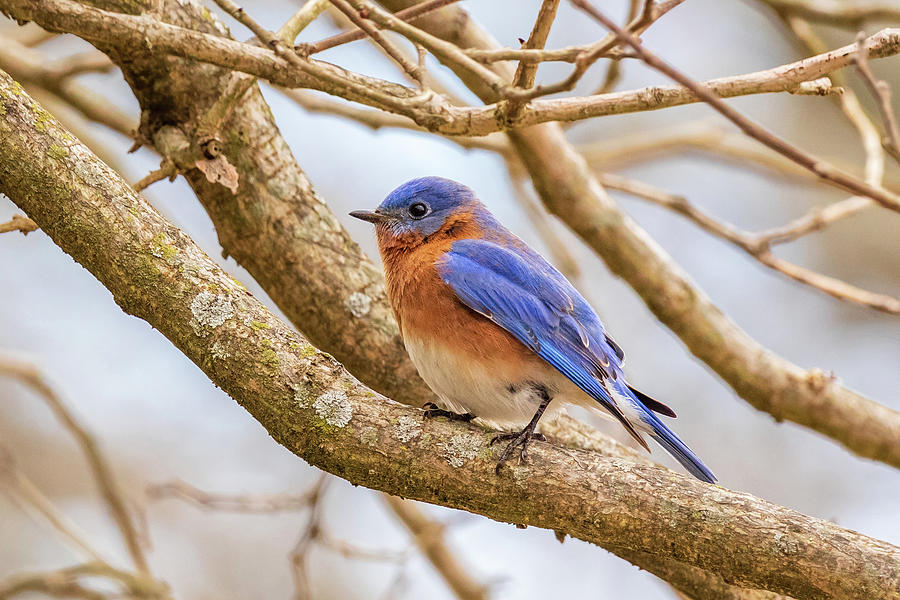 Eastern Bluebird #1 Photograph by Rachel Morrison