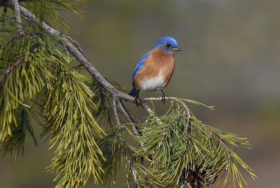 Eastern Bluebird Photograph by Tedge Toney - Fine Art America