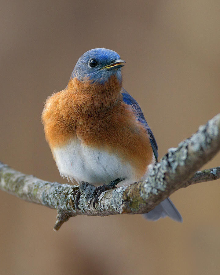 Eastern Bluebird  #1 Photograph by Timothy McIntyre