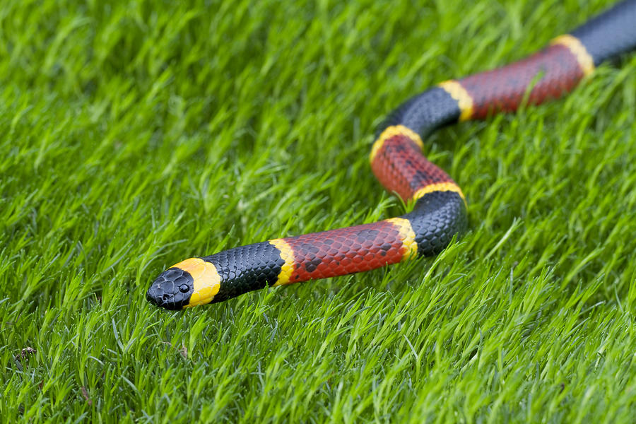 Eastern Coral Snake #1 Photograph by Mark Kostich