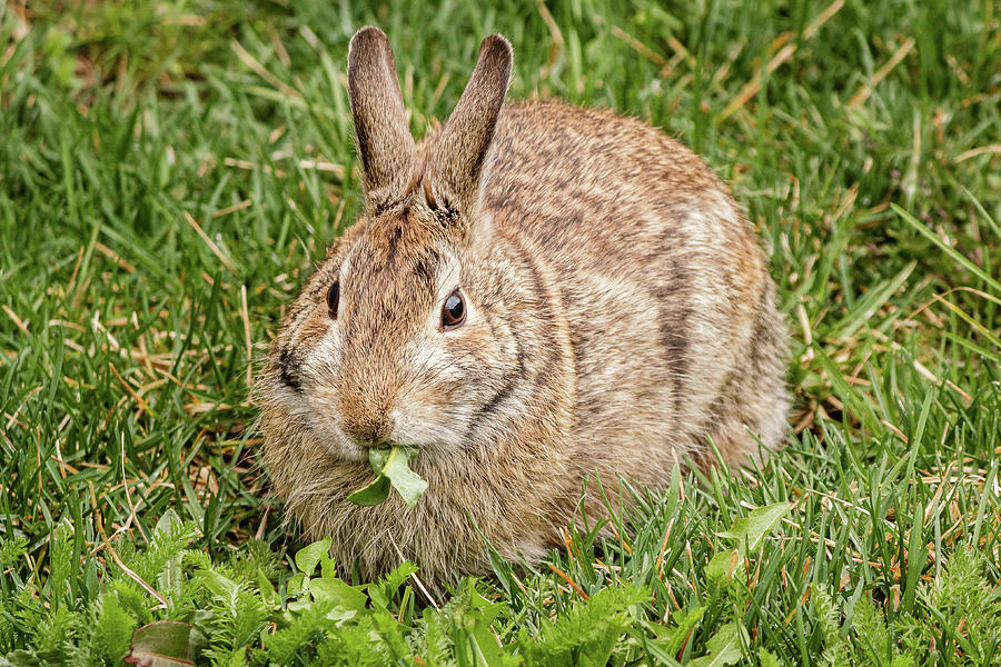 Eastern Cottontail rabbit #1 Photograph by SAURAVphoto Online Store