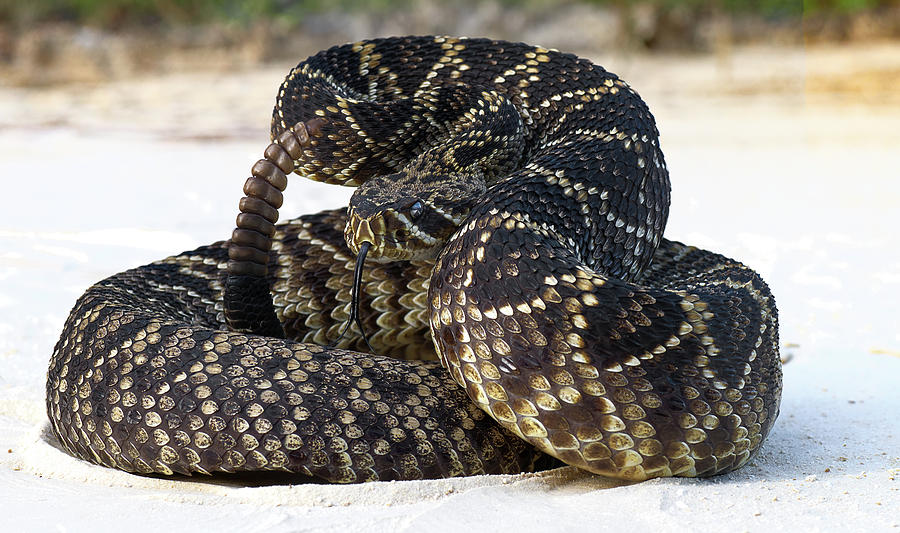 Eastern diamondback rattlesnake in strike position Photograph by Chase ...