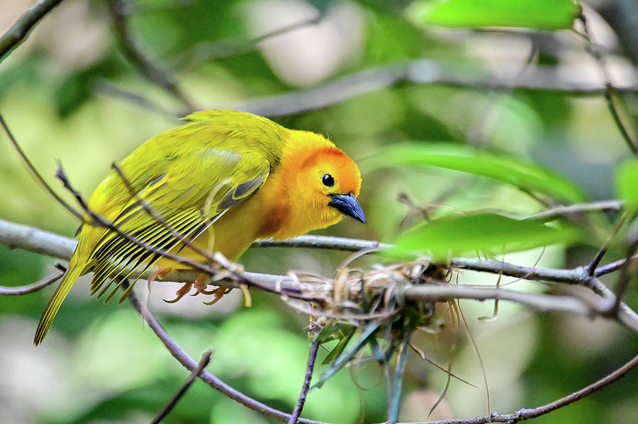 Eastern Golden Weaver Photograph by Ed Stokes