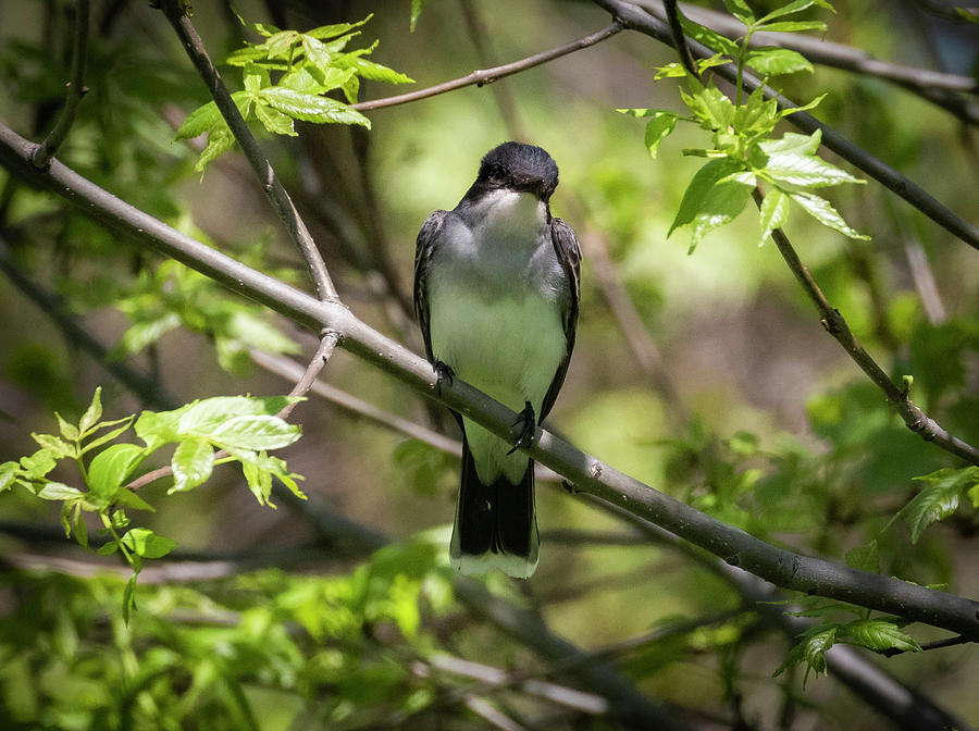 Eastern Kingbird Looking At Me Photograph