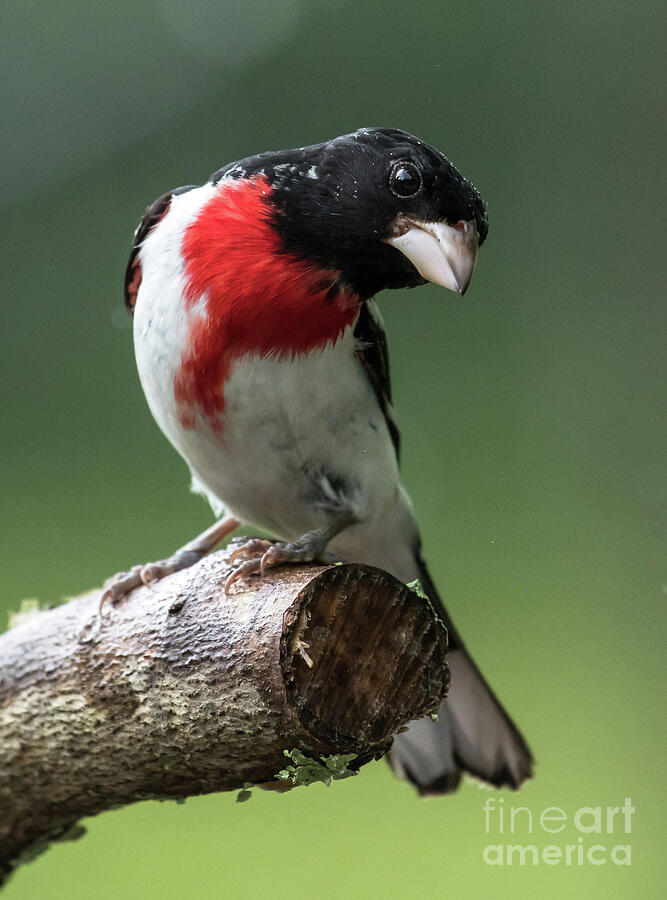 Eastern Male Grosbeak #2 Photograph by Michael Moriarty Eastern Male Grosbeak #2 Photograph by Michael Moriarty