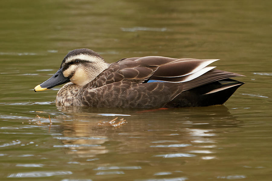 Birds Photograph - Eastern Spot-billed Duck, Nara Japan by Doug Herr Birds Photograph - Eastern Spot-billed Duck, Nara Japan by Doug Herr
