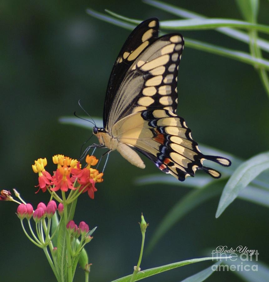 Eastern Swallowtail #1 Photograph by Dodie Ulery