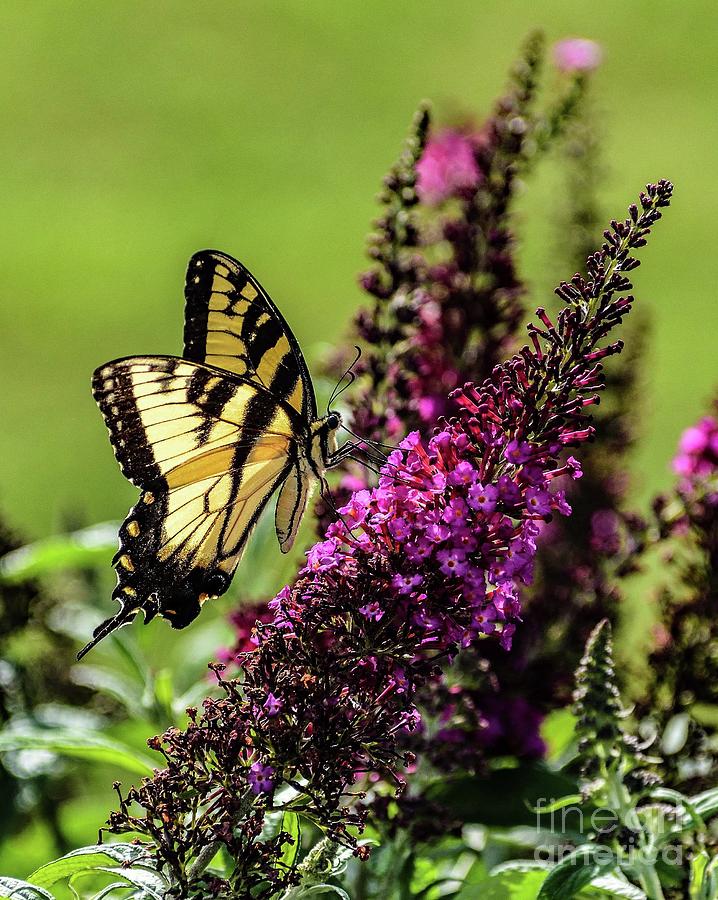 Dazzling Eastern Tiger Swallowtail Photograph by Cindy Treger - Fine ...