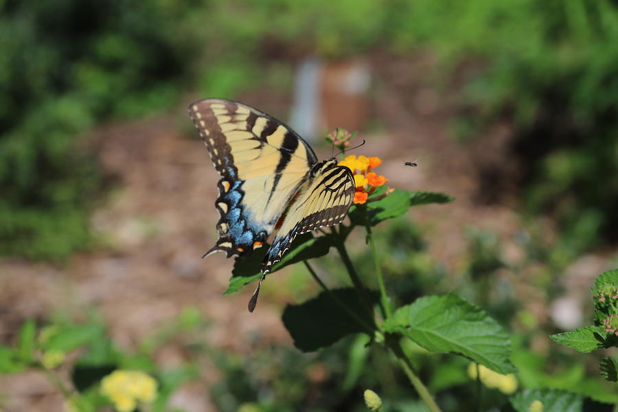 Eastern Tiger Swallowtail #2 Photograph by Karen Ruhl