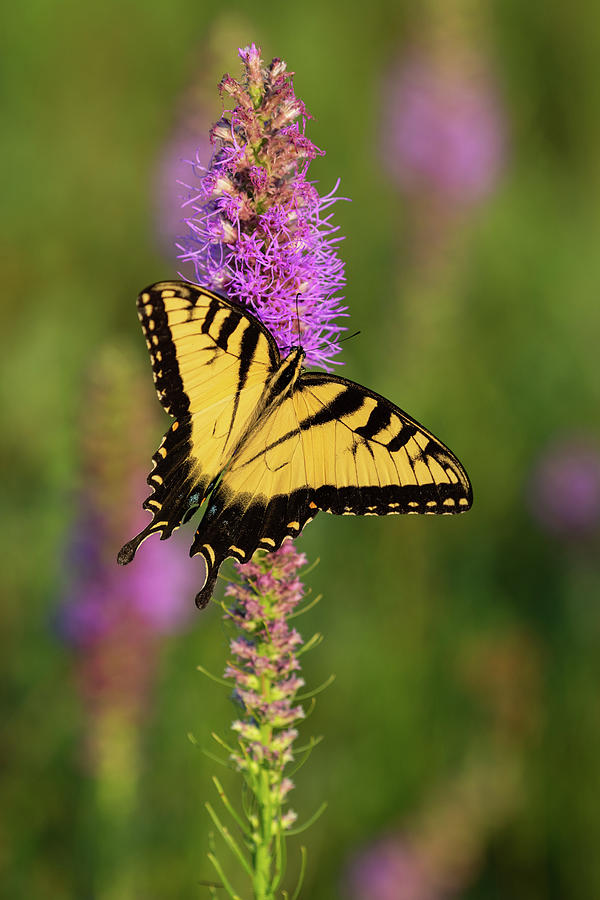 Eastern Tiger Swallowtail, Presson-Oglesby Prairie, AR Photograph by ...