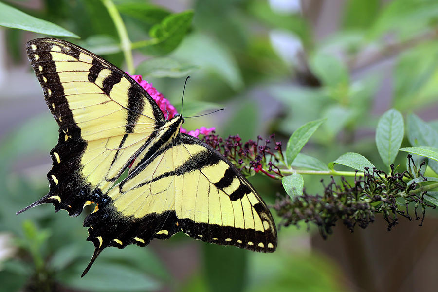 Eastern Tiger Swallowtail #1 Photograph by Stamp City