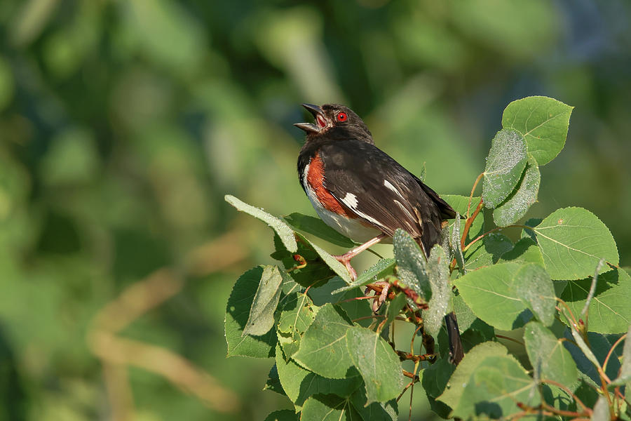 Eastern Towhee #1 Photograph by Brook Burling