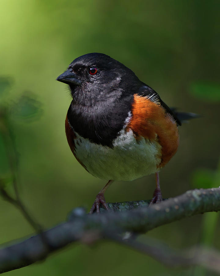 Eastern Towhee #1 Photograph by Timothy McIntyre