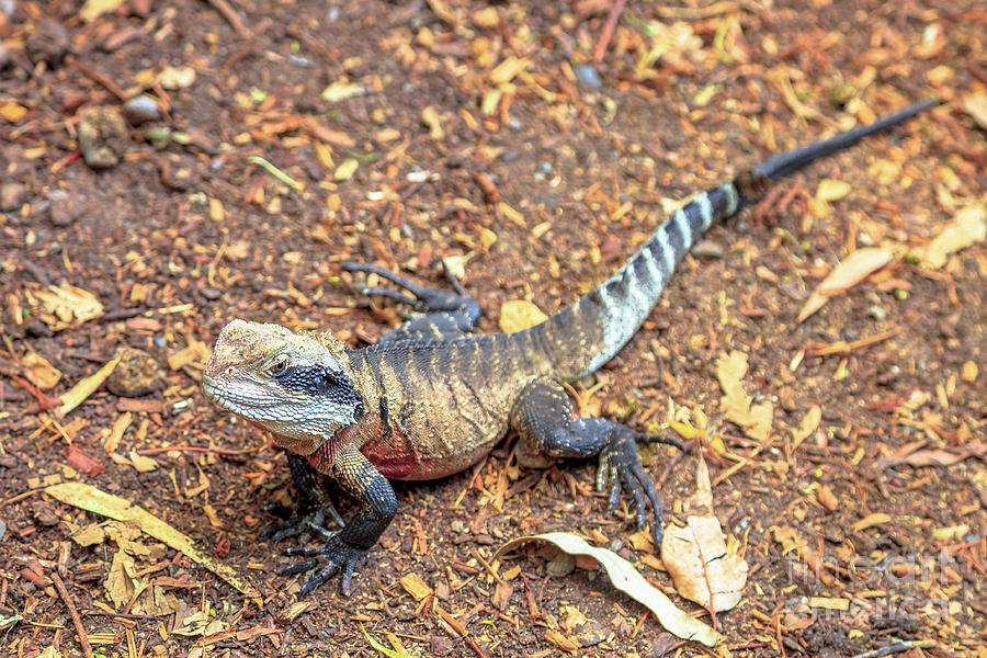 Eastern water dragon #1 Photograph by Benny Marty
