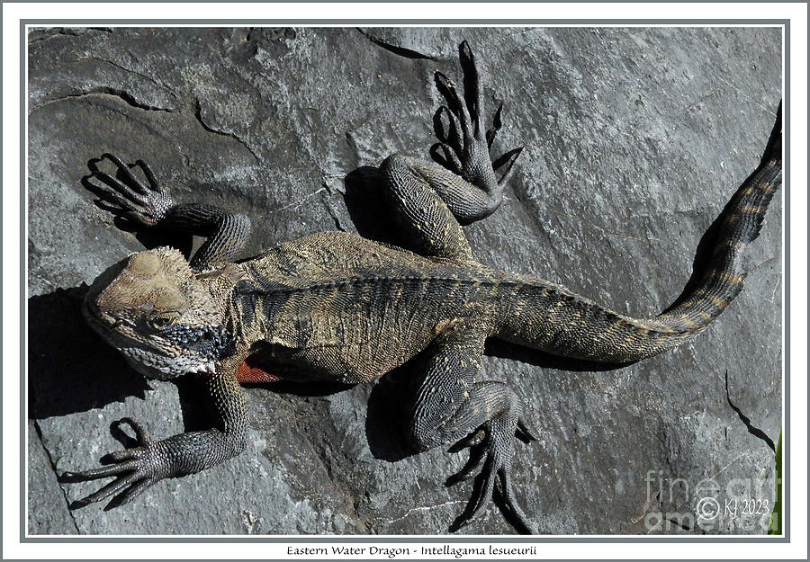 Eastern Water Dragon - Intellagama lesueurii #1 Photograph by Klaus Jaritz