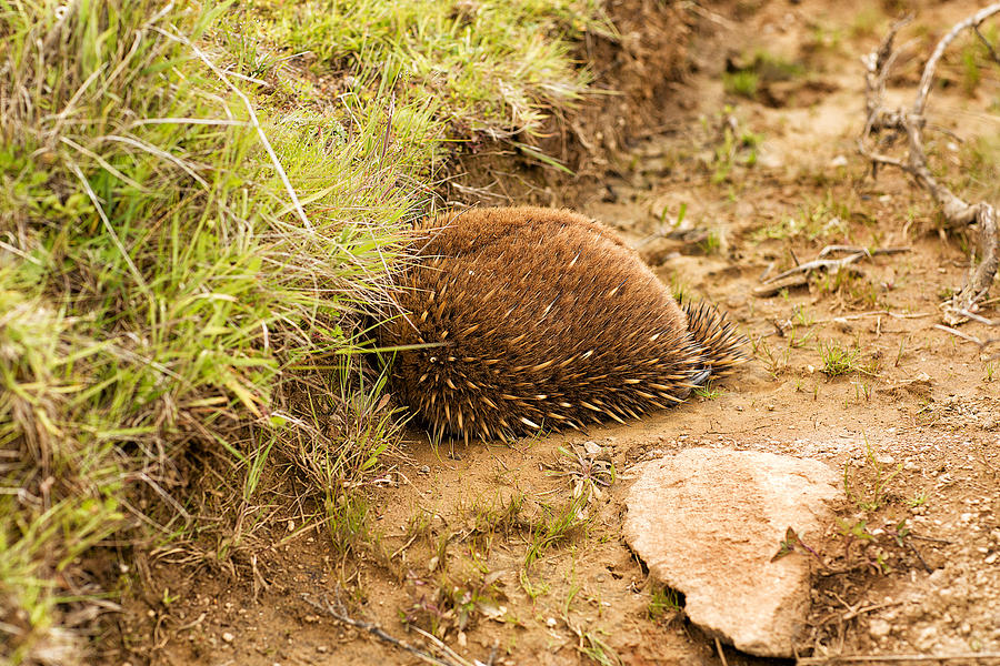 Echidna burrowing for protection #1 Photograph by Slovegrove