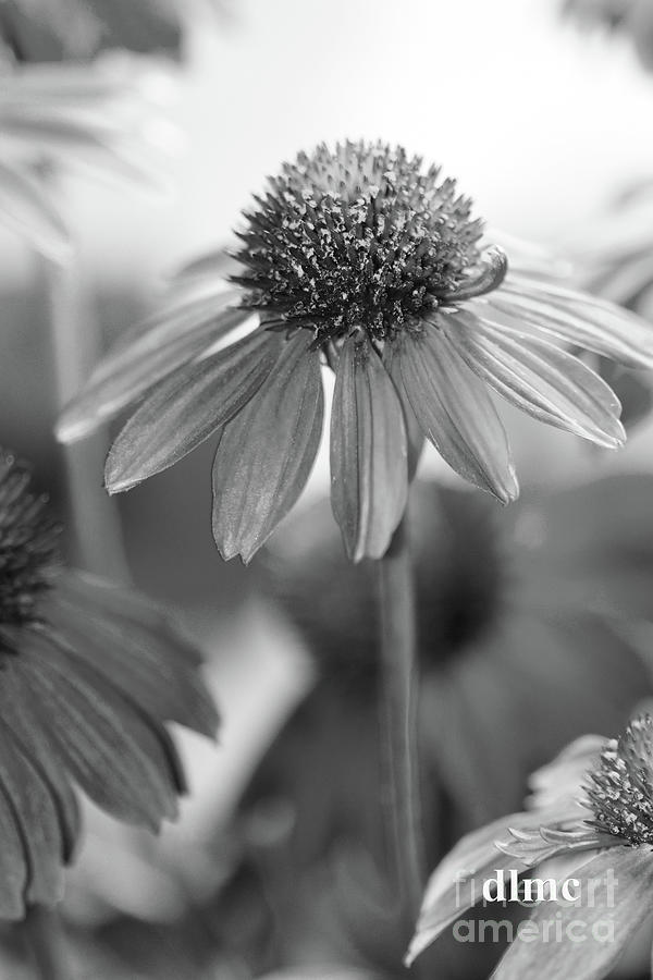 Echinacea Close Up Black and White Photograph by Donna L Munro