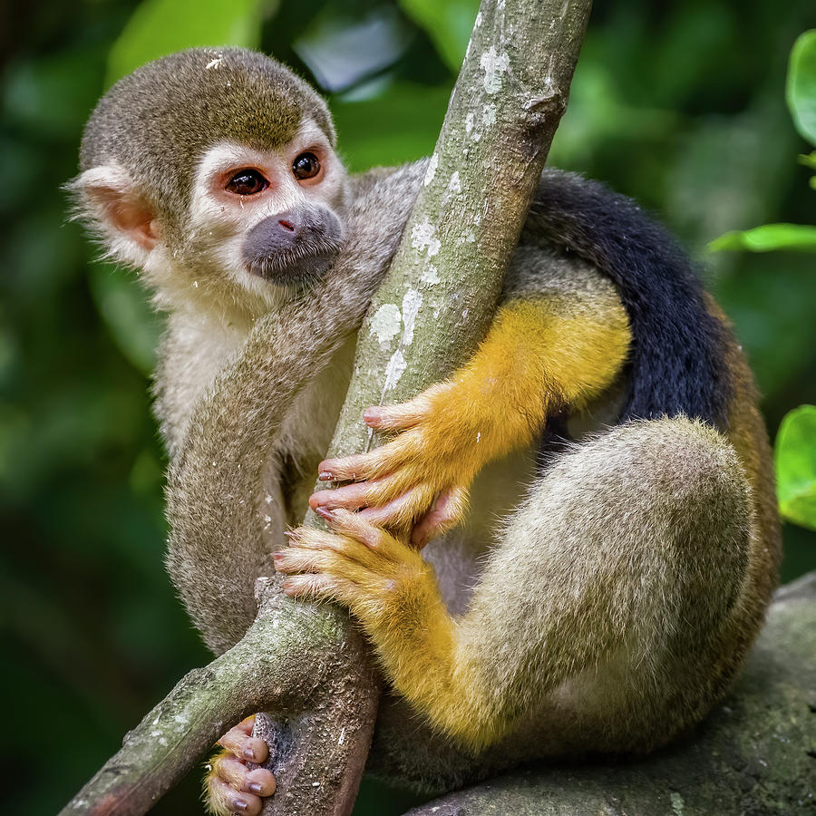 Ecuadorian Squirrel Monkey KOFAN Puerto Asis Putumayo Colombia #1 Photograph by Adam Rainoff