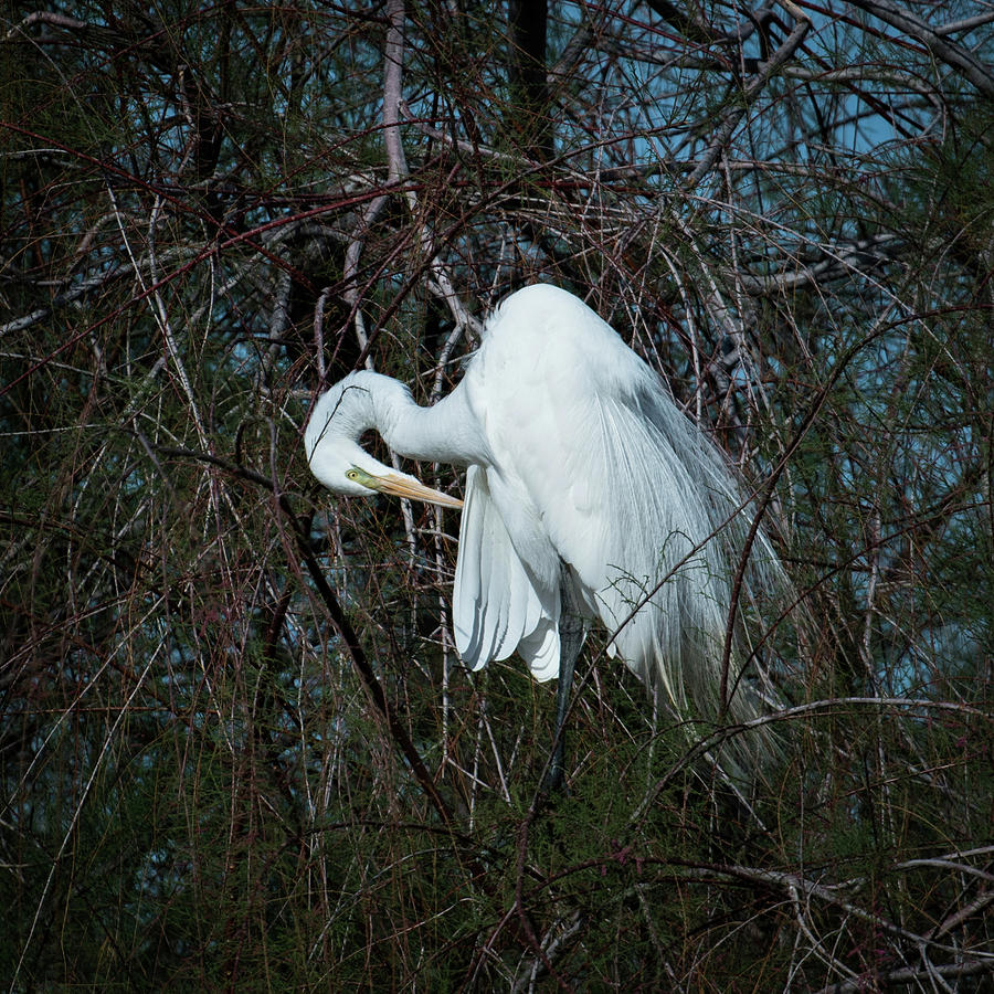 Egret #1 Photograph by Catherine Lau