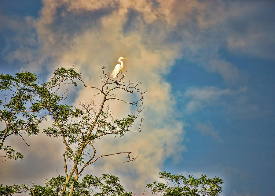 Egret In A Tree at Blind Brook Photograph by Cordia Murphy