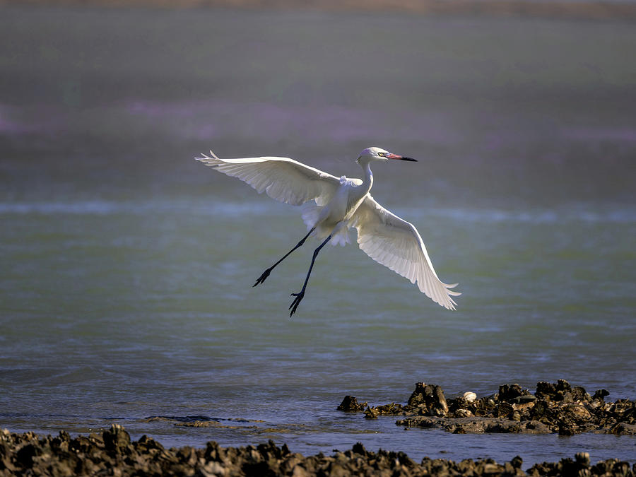 Egret In Flight #1 Photograph by Jaki Miller