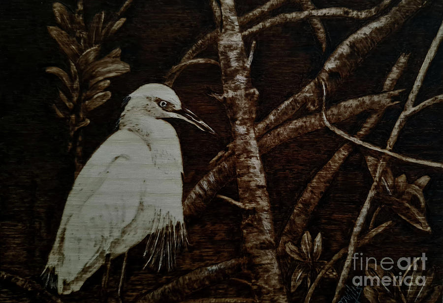 Egret in the Mangroves #1 Pyrography by Terri Mills