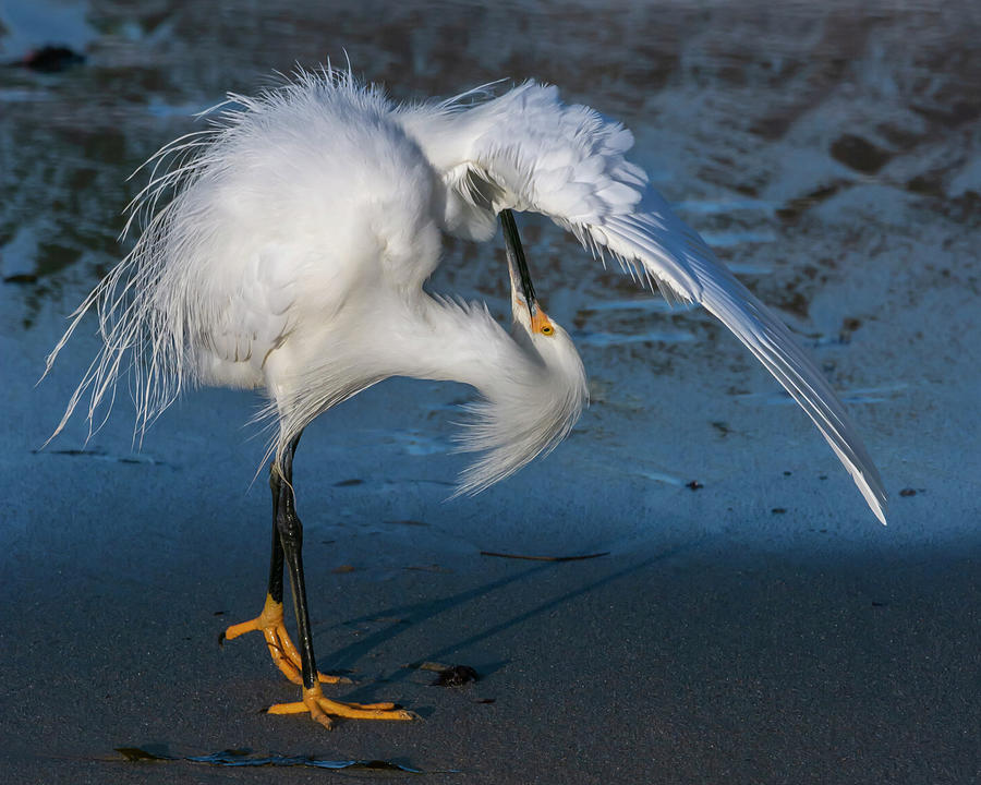 Egret Preens At Waters Edge Photograph