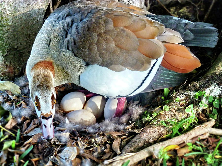 Egyptian Goose and Eggs in the Nest Photograph by Lyuba Filatova